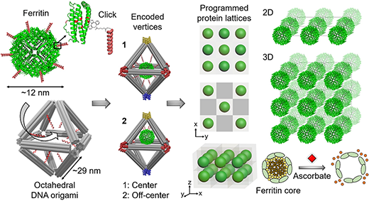An illustration showing the approach for assembling biologically functional proteins into ordered 2-D and 3-D arrays through programmable octahedral-shaped DNA frameworks