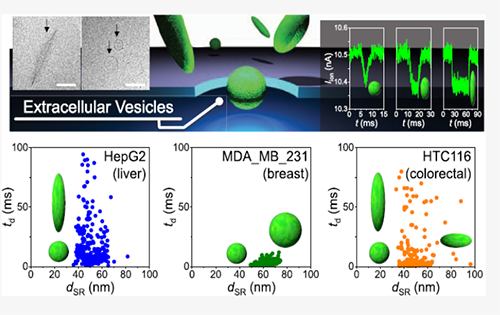 Low-aspect-ratio nanopore devices can rapidly analyze the shapes of extracellular vesicles