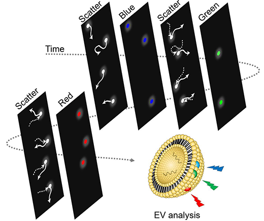 Fluorescence-based analysis of extracellular vesicles by time-sequential illumination and tracking