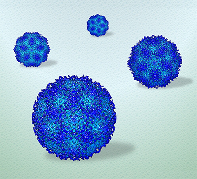 3D reconstruction of viruses