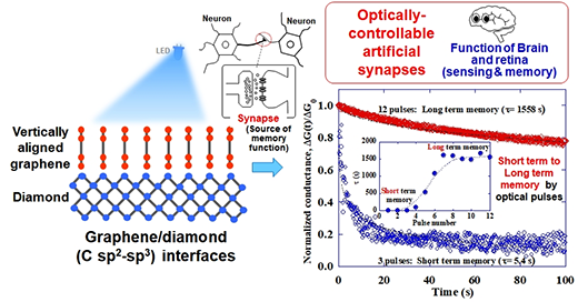 Schematic images of optoelectronic synaptic functions of vertically aligned graphene/diamond junctions