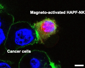 Magnetically activated natural killer cells contacting cancer cells