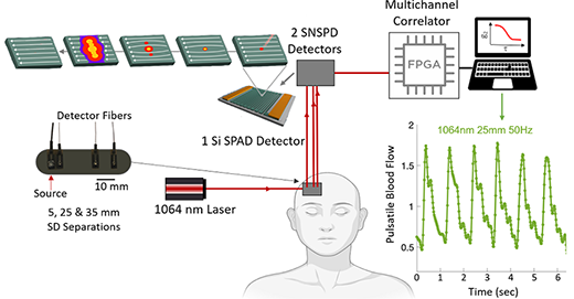 The figure shows the setup for blood flow measurement using SNSPD- and SPAD-based DCS devices