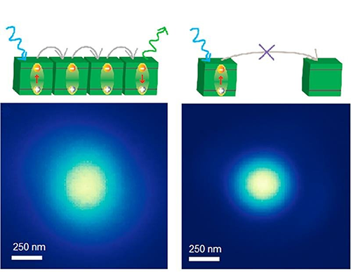 Visualizing Exciton Diffusion Length