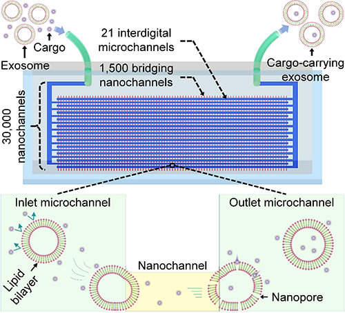 Schematic illustration of the ENP to prepare cargo-carrying exosomes