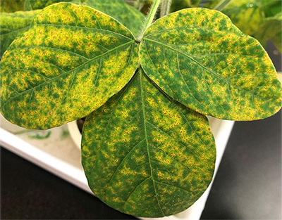 Plant leaves infected by Asian soybean rust pathogen