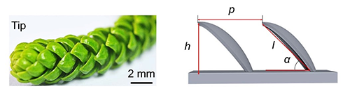 Liquid transport on an Araucaria leaf