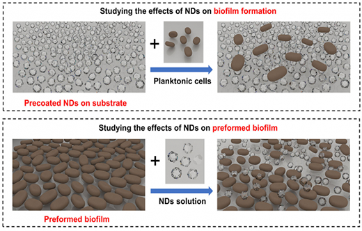 nanodiamonds work as an effective agent against both free-floating cells (planktonic cells) and attached cells (biofilm) of bacteria and fungi