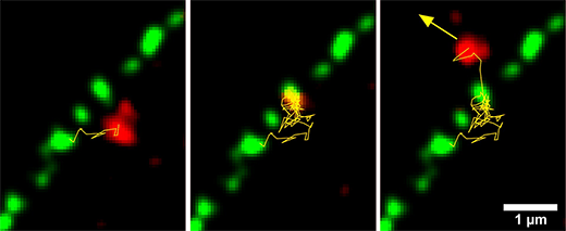 A pre-60S subunit (red) passes through a nuclear pore