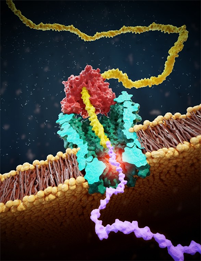 peptide reader, where a helicase (red) pulls up a DNA molecule (yellow) to which a peptide (purple) is attached – yielding a slow translocation of the molecule through the nanopore (green)