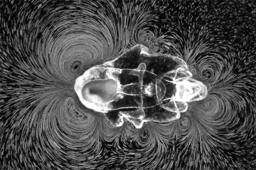 Depending on whether it is swimming or feeding, the starfish larva generates different patterns of vortices