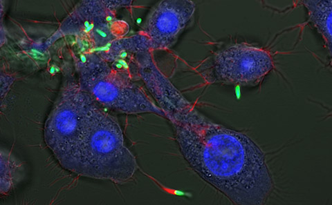 Macrophages in culture