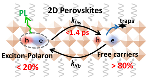 Polaronic exciton dissociation equilibrium in 2D perovskites