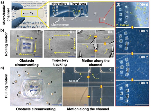 In vitro magnetic actuation of Cellbots in a microfluidic channel