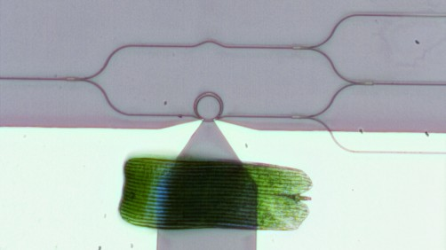 A visible-spectrum phase modulator (the ring at the center of a radius of 10 microns) is tinier than a butterfly wing scale