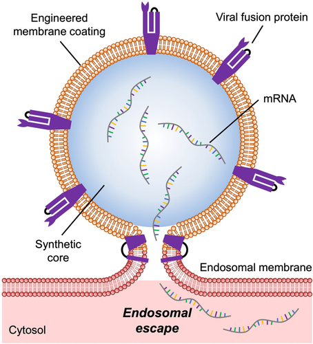 Illustration of flu virus-mimicking nanoparticle releasing mRNA into a host cell