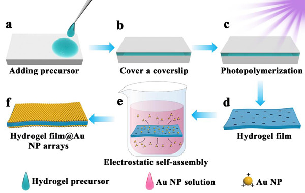 Schematic illustration of the preparation of the hydrogel film@gold nanoparticle arrays by hydrogel shrinkage-assisted electrostatic self-assembly