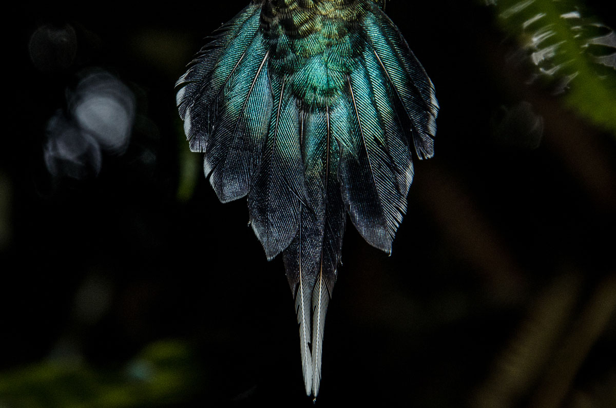 Pictured is the iridescent tail of the green hermit (Phaethornis guy)