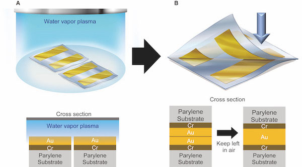 Evaporated gold surfaces on parylene substrates were exposed to water vapor plasma