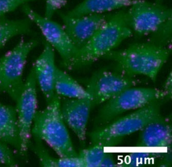 Microscope image of the cells used to test nanoparticles