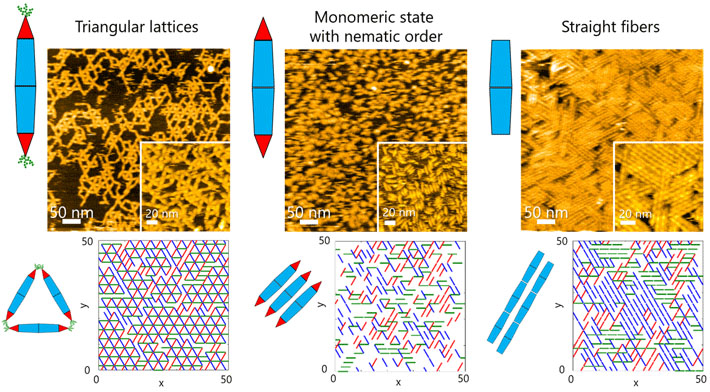 High-speed atomic force microscopy observations and Monte Carlo simulations of two-dimensional self-assembly