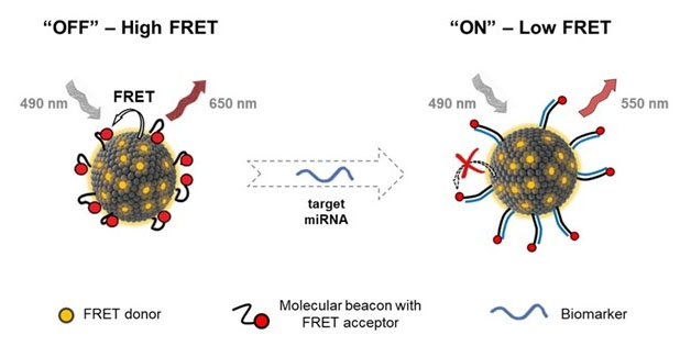 Schematic representation of the DNA-grafted quatsome nanovesicles