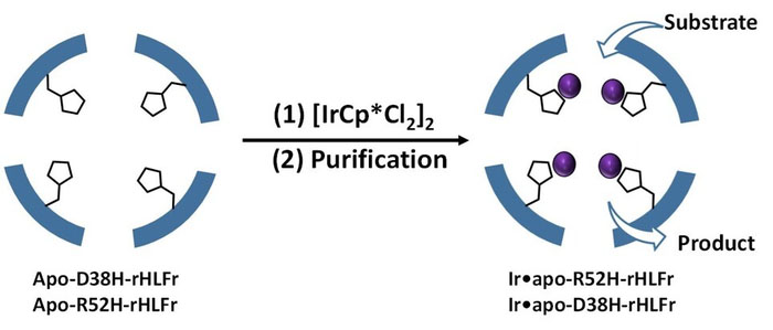 A schematic representation of enhanced iridium complex (IrCp*) uptake by the ferritin bio-nanocage