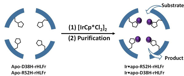 A schematic representation of enhanced iridium complex (IrCp*) uptake by the ferritin bio-nanocage