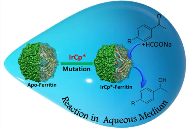 A hybrid bio-nanocage formed by the ferritin protein