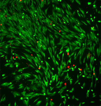 Drug loaded carbon nitride microswimmers in a cellular environment