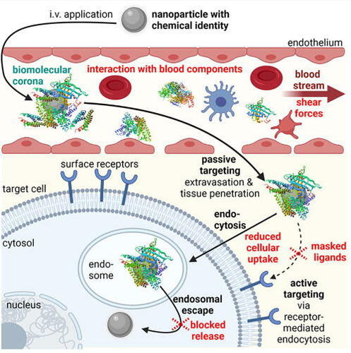 Obstacles (in red) in the in vivo delivery process of intravenously (IV) applied nanoparticles
