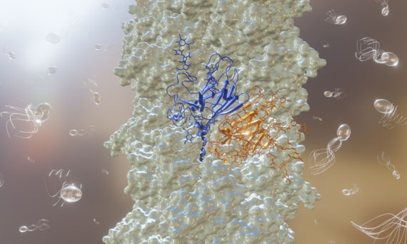 Representation of the M. villous archaellum highlighting the two alternating subunits in blue and orange