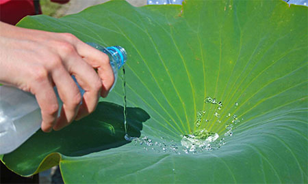 pouring water on a lotus leaf