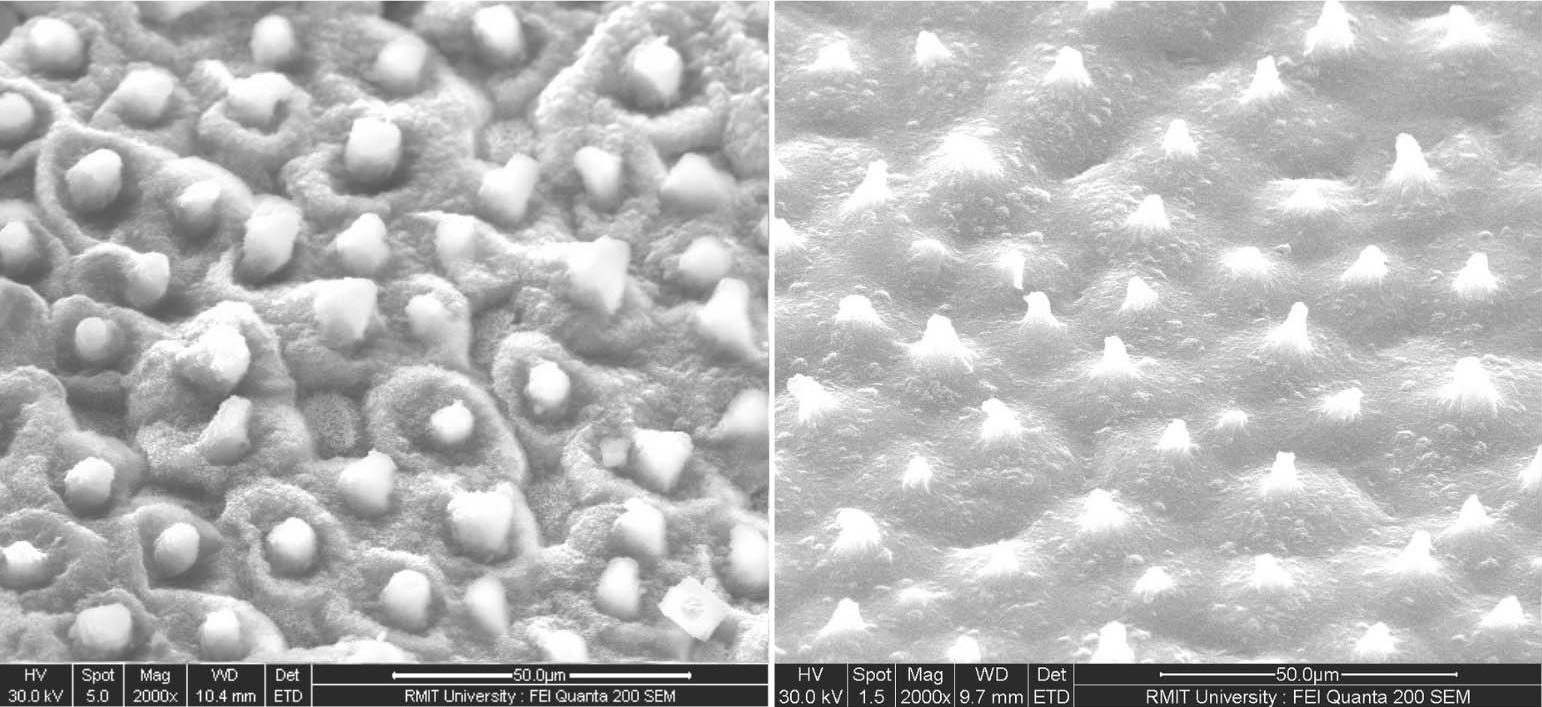 Magnified image showing the pillared structure of a lotus leaf