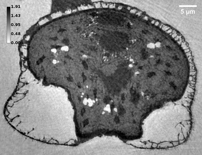 High-resolution 3D study of pine pollen