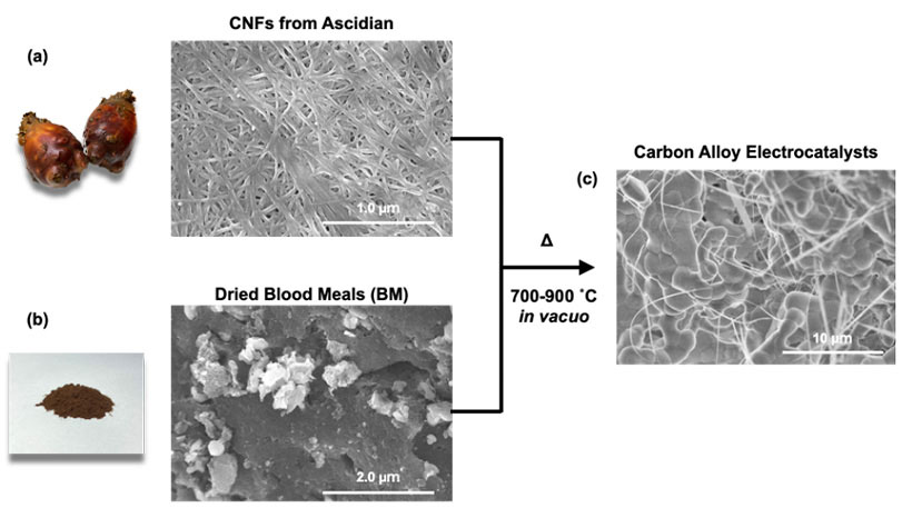 The fabrication of catalysts from sea pineapple shell cellulose nanofibers along with dried blood meal