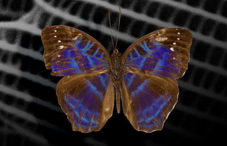 Visualisation of the butterfly species Cynandra opis
