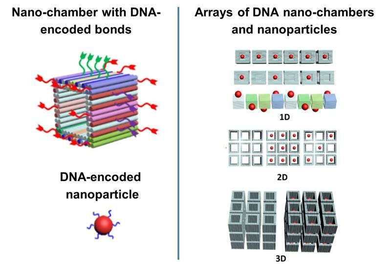 Separately addressable bonds extending from each face of the cube-shaped DNA chamber (left) are assembled into arrays of chambers containing nanoparticles