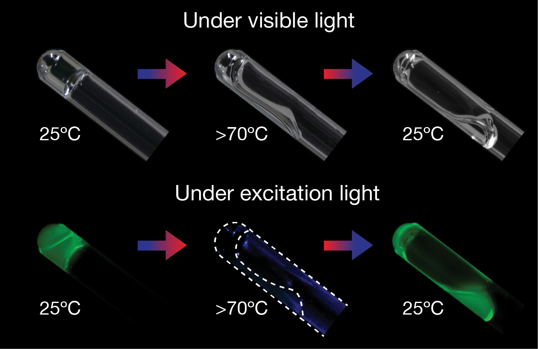 star-polymer-DNA-gel