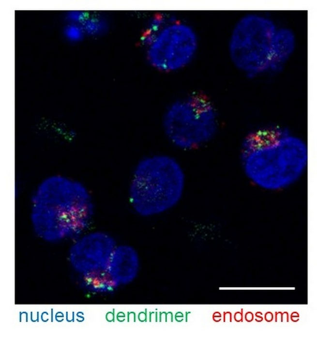 Detailed microscopic imaging showing the intracellular distribution of carboxy-terminal Phe- and CHex-modified dendrimers into T cells