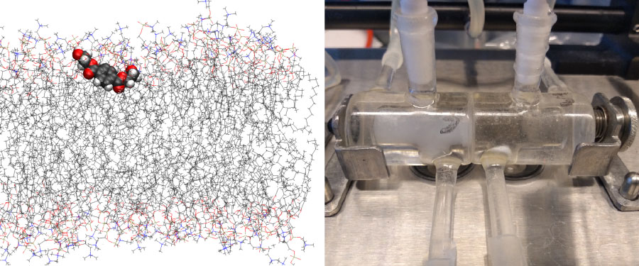 molecular modelling of membrane structures to study the membrane permeability of nanoplastics