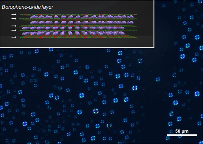 Visualization of the borophene oxide layers liquid crystals using polarized microscopy