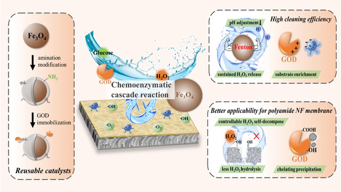 Preparation of reusable catalysts and schematics of the chemoenzymatic cascade reaction for cleaning polyamide nanofiltration membranes
