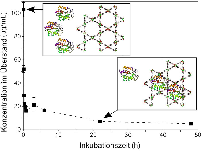 biomolecules diffuse individually into the tightly fitting pores of a metal-organic framework