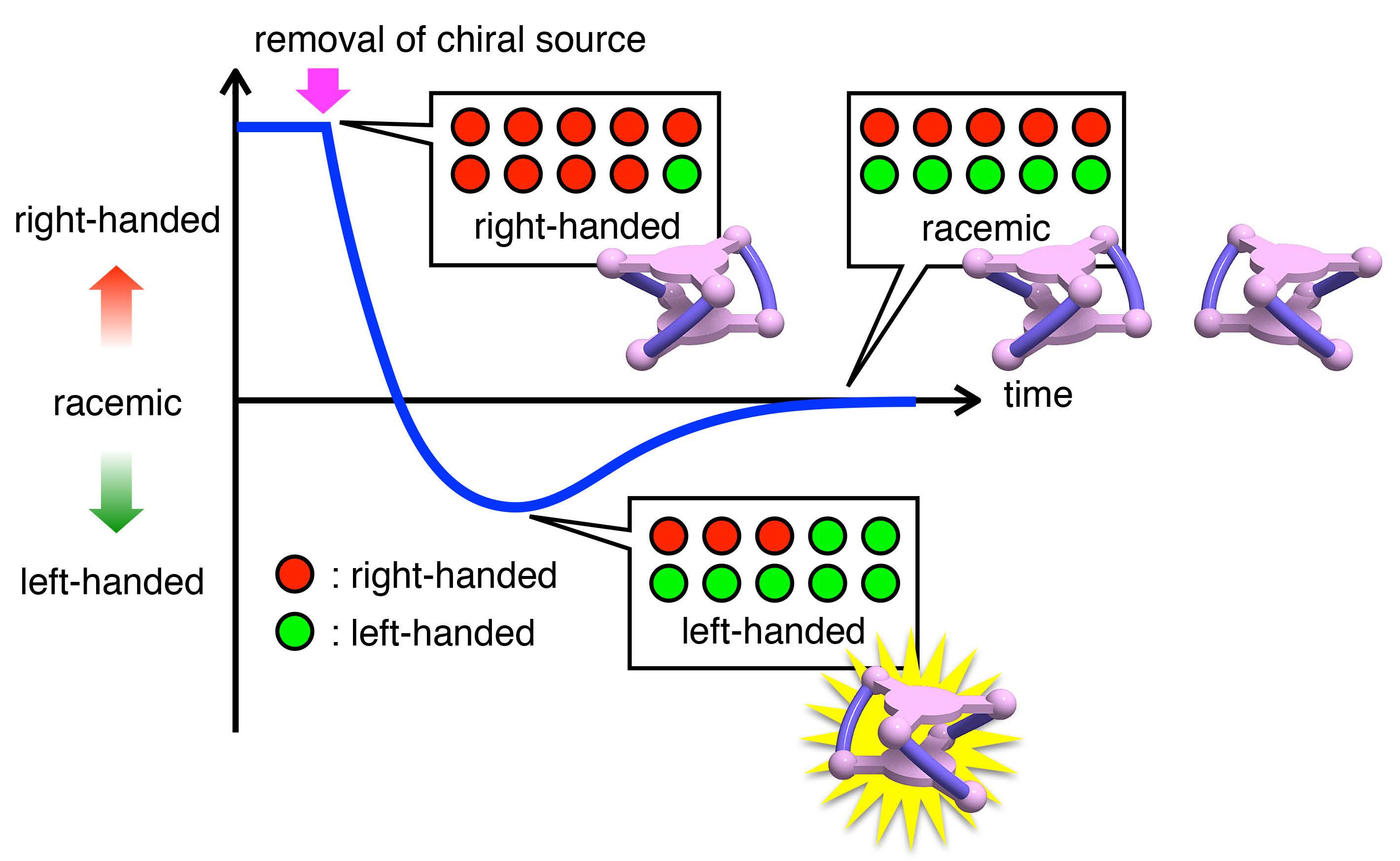 A right-handed helical cobalt(III) complex underwent the chirality inversion to give the left-handed form before complete racemization upon removal of the chiral source