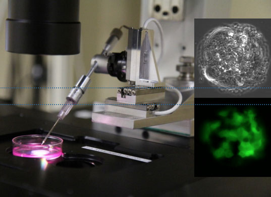 Nanofountain Probe Electroporation