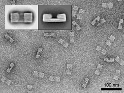 Artistic depiction of DNA nanomachine with protein cargo, surrounded by other protein subunits in solution