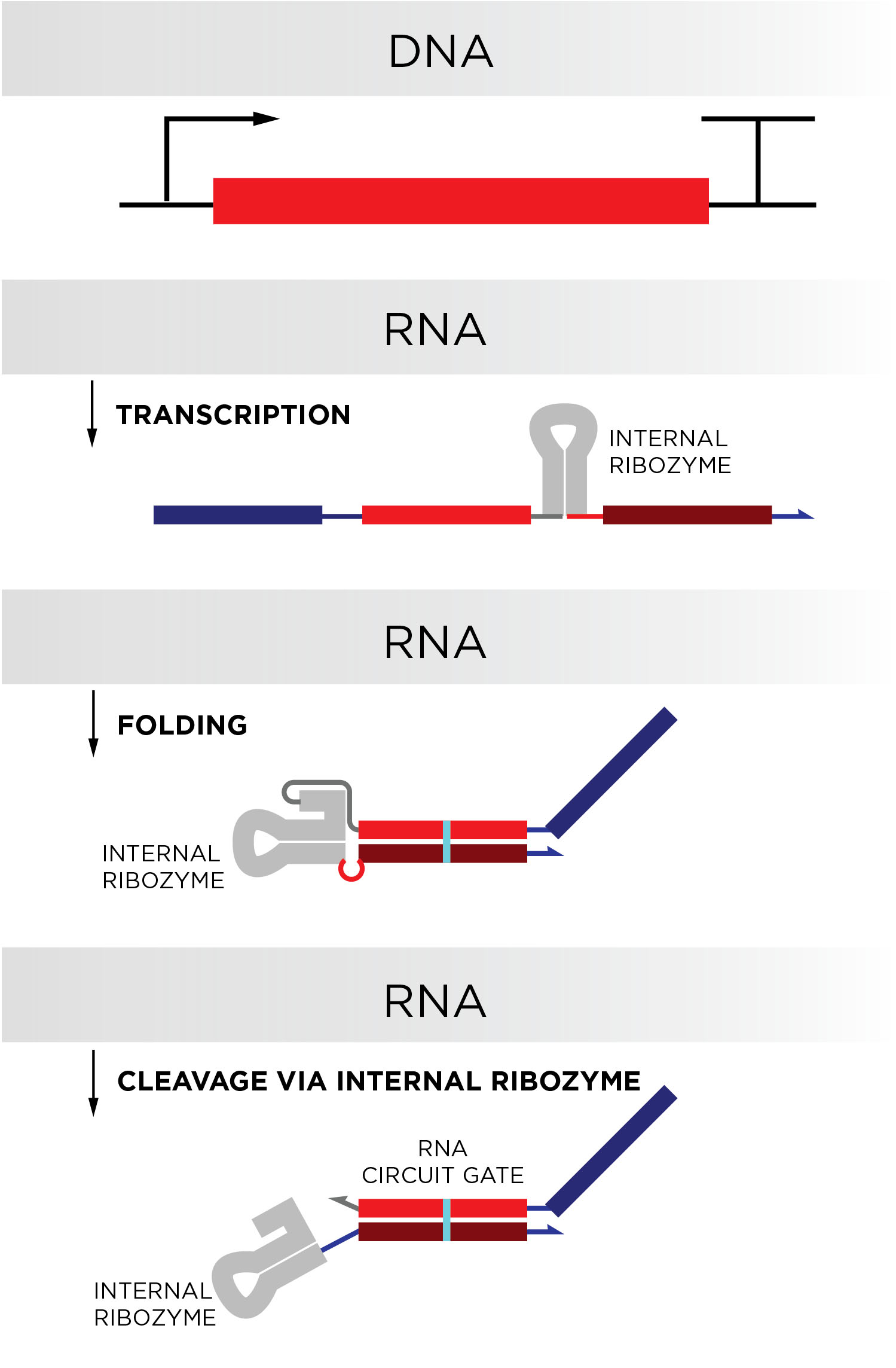 Cotranscriptionally encoded RNA strand displacement circuits