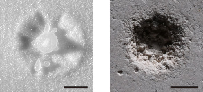 image shows the impact droplets can make on a granular, sandy surface (left) versus a hard, plaster (right) surface
