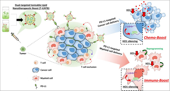 Dual-Targeted Lipid Nanotherapeutic Boost for Chemo-Immunotherapy of Cancer